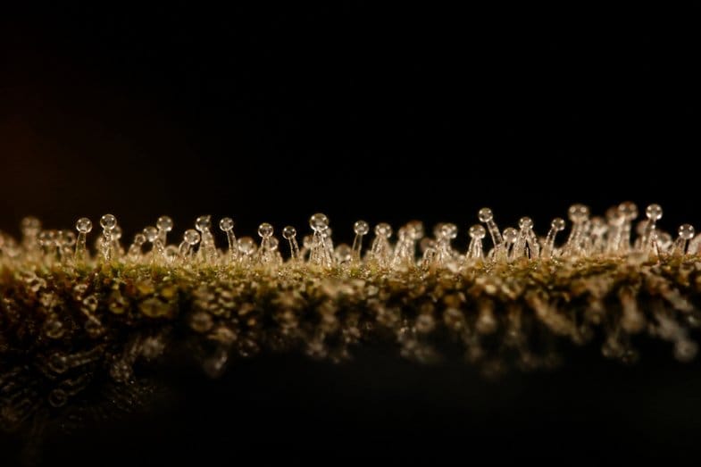 Extreme macro of a band of translucent stalked resin glands rim-lit against a near black background