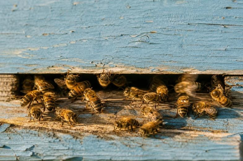 what-is-geraniol-hive-entrance Honeybees crowding the narrow entrance slot of a weathered pale blue hive, some with wings blurred in motion