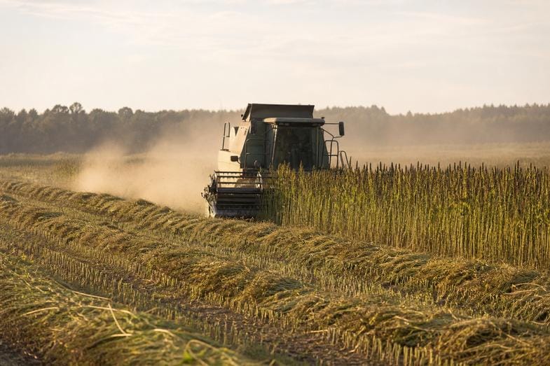 is-weed-legal-in-poland-hemp-harvest A combine harvester cutting a tall hemp field in late afternoon light, with cut rows and dust behind it
