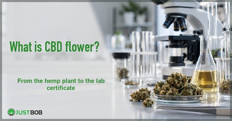 what-is-cbd-flower-hemp-lab-analysis-featured-banner Laboratory bench with a microscope, glass flasks and test tubes beside dried hemp buds on a petri dish in cool daylight