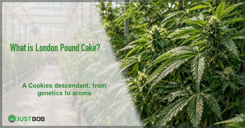 london-pound-cake-strain-greenhouse-hemp-featured-banner Rows of leafy cannabis plants with early flowering tops in a bright greenhouse under a glass roof, receding along the row