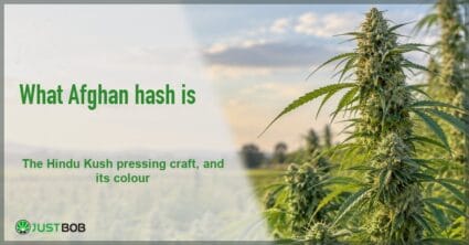 Light Justbob banner panel with a green title on the left, next to a resinous hemp plant in a sunlit field on the right