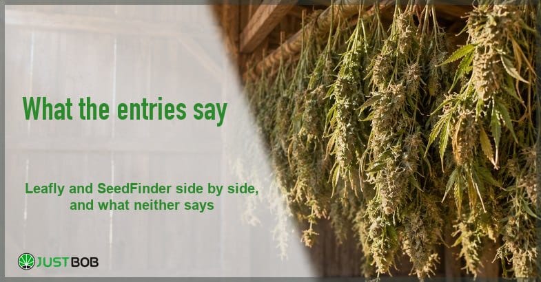 cereal-milk-strain Harvested hemp branches hanging from the rafters of a timber drying barn, with the Justbob banner panel at left