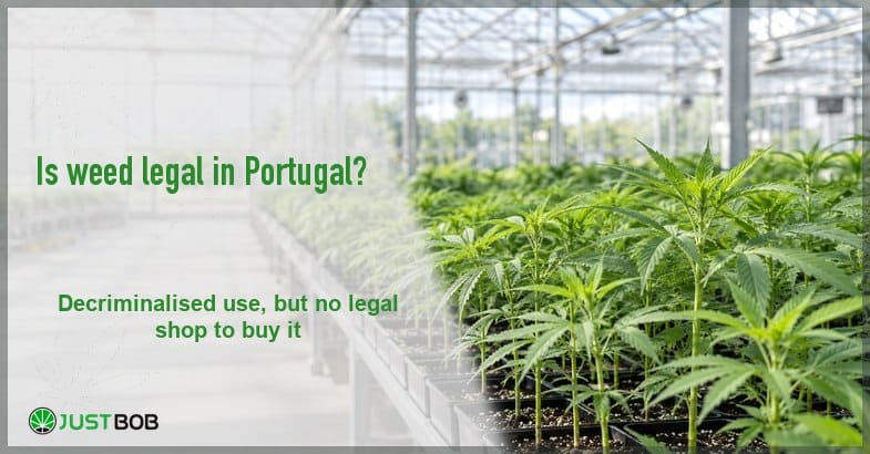 is-weed-legal-in-portugal Justbob green banner title over a bright greenhouse of young hemp seedlings under a glass roof