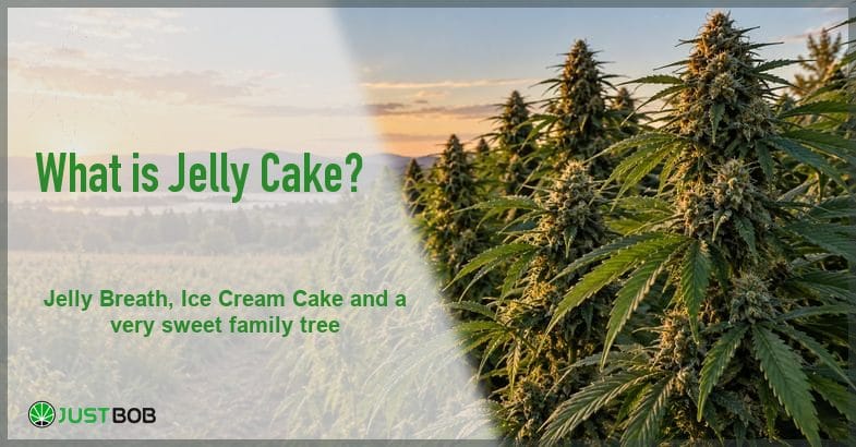 jelly-cake-strain A row of resinous flowering hemp tops against a golden sunset over hills, beside the green Justbob banner title