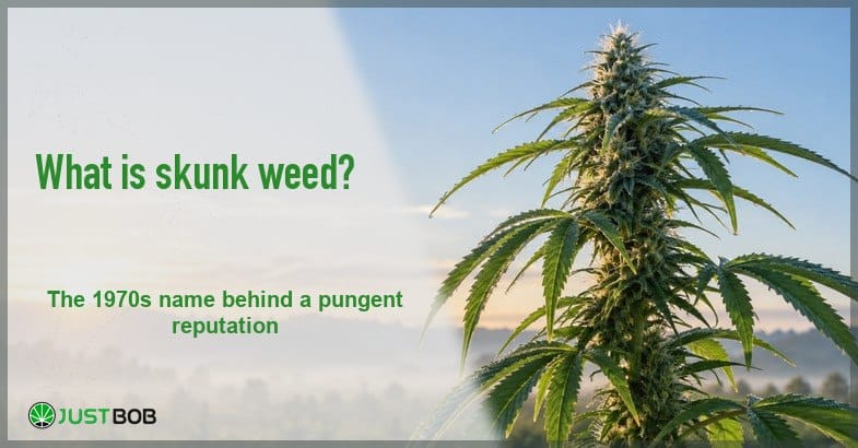 what-is-skunk-weed Justbob green banner title beside a tall flowering hemp plant backlit against a misty sunrise