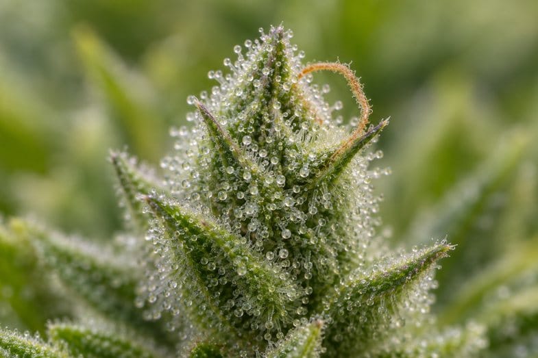 what-is-skunk-weed-trichome-macro Extreme macro of a cannabis bud showing frosty resin glands and orange pistils against deep green calyxes