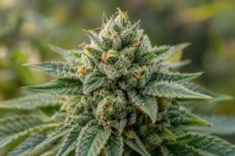 Macro photograph of a resin-covered hemp flower showing glistening trichomes on green calyxes