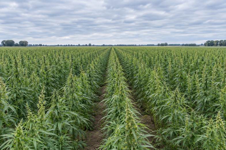 is-weed-legal-in-belgium-hemp-rows Neat rows of tall industrial hemp growing in a flat Belgian field under an overcast northern sky
