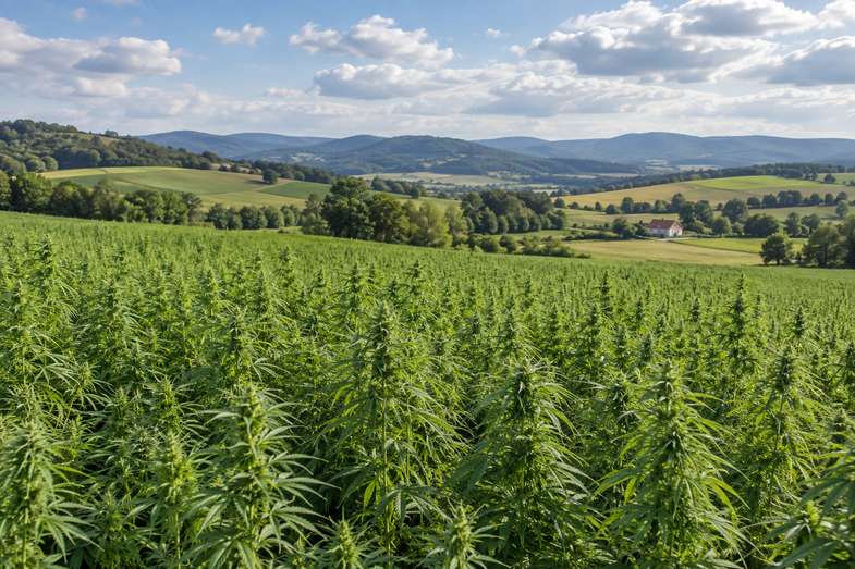 is-weed-legal-in-czech-republic-hemp-field A green industrial hemp field with rolling Central European hills and a farmhouse in the distance