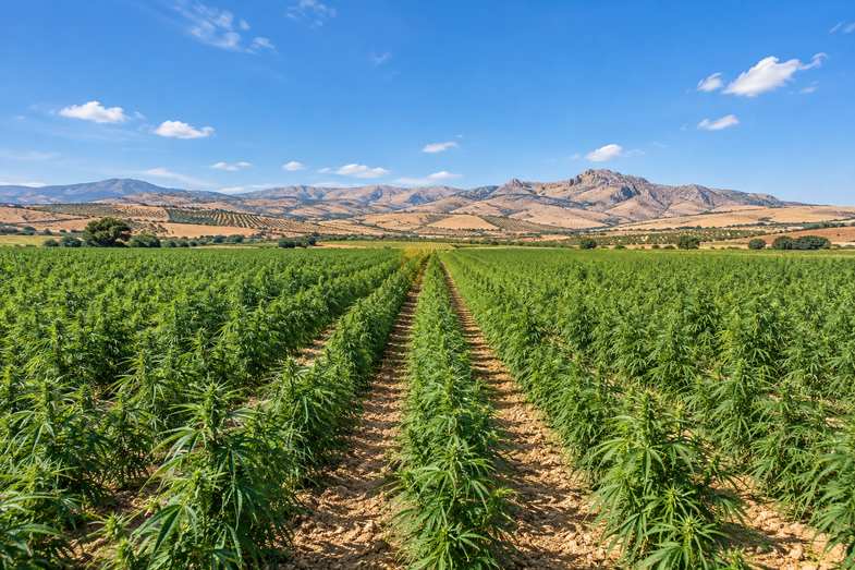 is-weed-legal-in-spain-hemp-field Rows of industrial hemp in a sunlit Spanish field with a dry sierra ridge on the far horizon