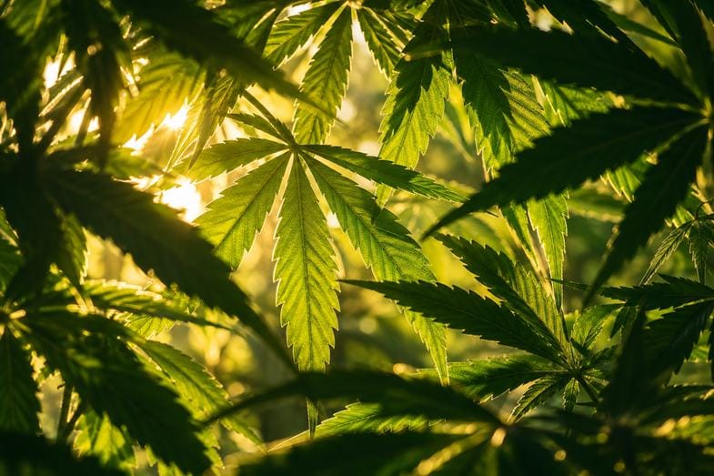 sherb-cake-strain-light-through-leaves Sunlight filtering through layers of overlapping hemp fan leaves, veins lit from behind with a warm golden flare
