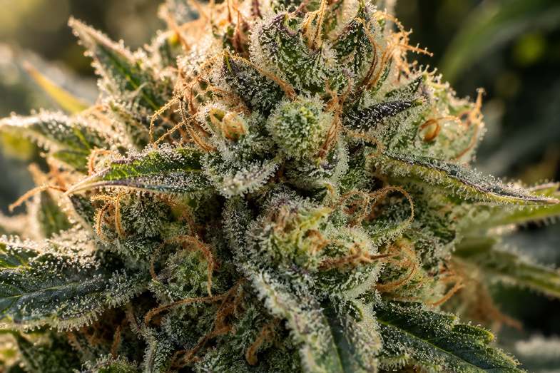 what-is-cbd-flower-trichome-macro-detail Extreme close-up of a frosty CBD hemp bud, white trichomes and orange pistils over green leaves with purple-tinged edges